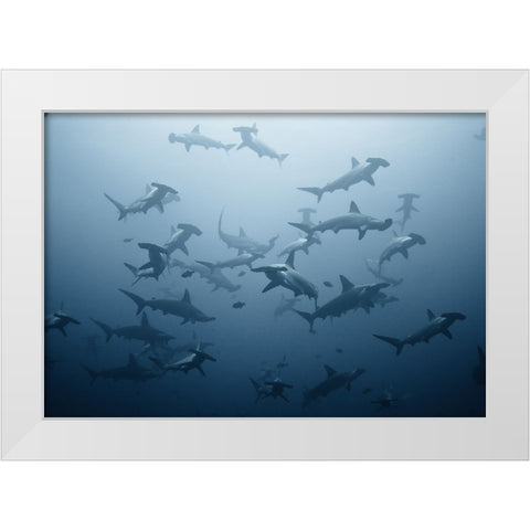 Swarming White Modern Wood Framed Art Print by Safonov, Alexander