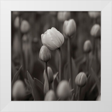 A Hug White Modern Wood Framed Art Print by Pajic, Samir