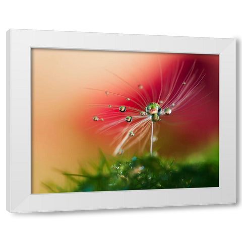 Red Morning White Modern Wood Framed Art Print by Westum, Heidi