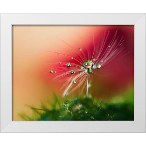 Red Morning White Modern Wood Framed Art Print by Westum, Heidi