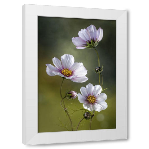 *Cosmos White Modern Wood Framed Art Print by Disher, Mandy