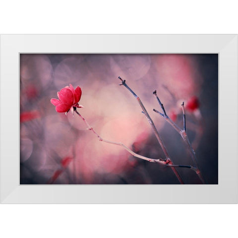 Rose White Modern Wood Framed Art Print by Ajkabajka