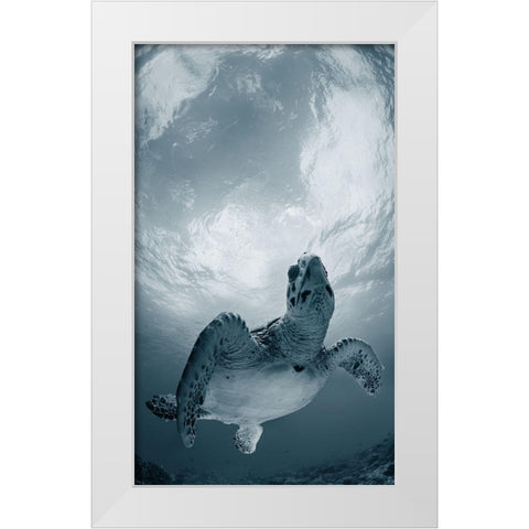 Elegy White Modern Wood Framed Art Print by Narchuk, Andrey