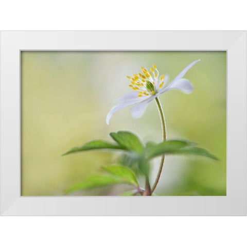 Spring Light White Modern Wood Framed Art Print by Westum, Heidi