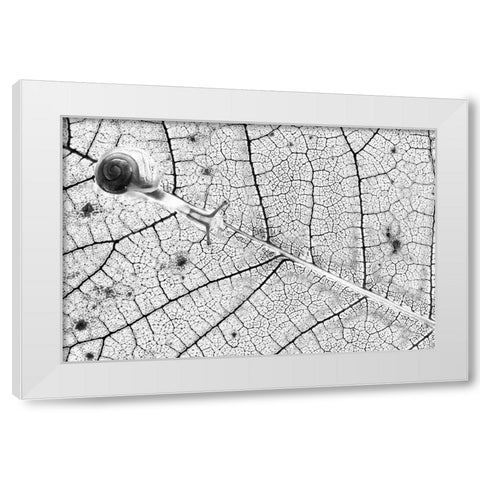 Tr-Nsparences White Modern Wood Framed Art Print by Bravin, Fabien