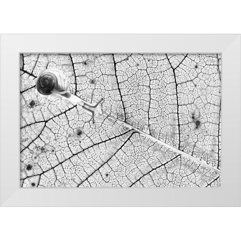 Tr-Nsparences White Modern Wood Framed Art Print by Bravin, Fabien