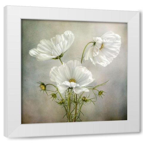 Cosmos Charm White Modern Wood Framed Art Print by Disher, Mandy