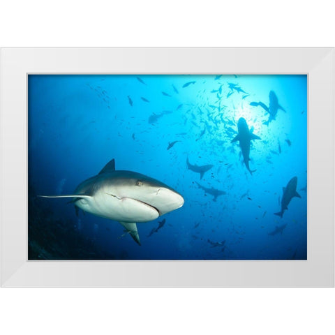 Beqa Shark Labs White Modern Wood Framed Art Print by Safonov, Alexander
