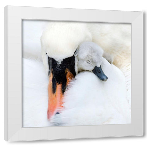 A Mothers Love White Modern Wood Framed Art Print by Parker, Jacky
