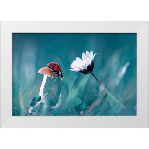 The Story Of The Lady Bug That Tries To Convice The Mushroom To Have A Date With The Beautiful Daisy White Modern Wood Framed Art Print by Bravin, Fabien