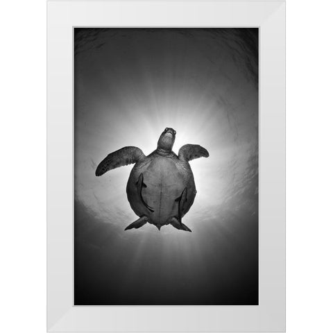 Sun White Modern Wood Framed Art Print by Narchuk, Andrey