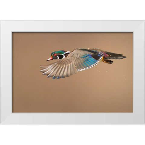 Wood Duck White Modern Wood Framed Art Print by Costina, Mircea