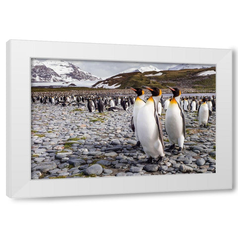 Penguins Of Salisbury Plain White Modern Wood Framed Art Print by Lunney, Karen