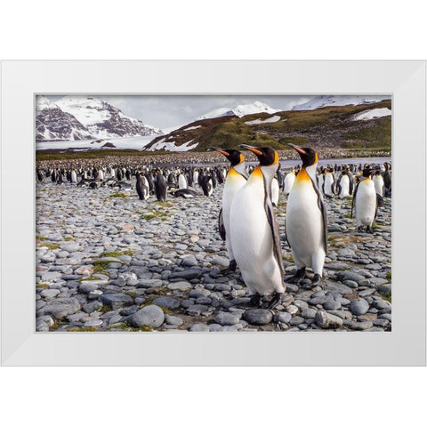 Penguins Of Salisbury Plain White Modern Wood Framed Art Print by Lunney, Karen