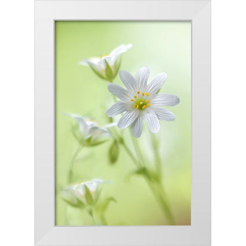 Spring Sparkle White Modern Wood Framed Art Print by Disher, Mandy