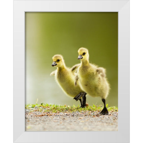 1, 2, 3, Go! White Modern Wood Framed Art Print by Costina, Mircea