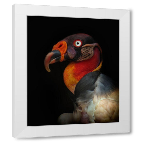 King Vulture-Sarcoramphus Papa White Modern Wood Framed Art Print by Valverde, Ferdinando