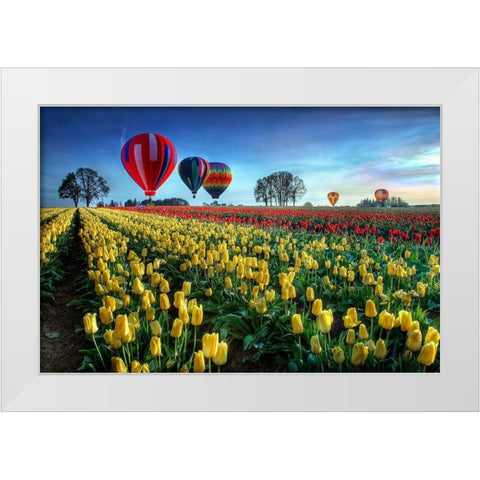 Hot Air Balloons Over Tulip Field White Modern Wood Framed Art Print by Lee, William