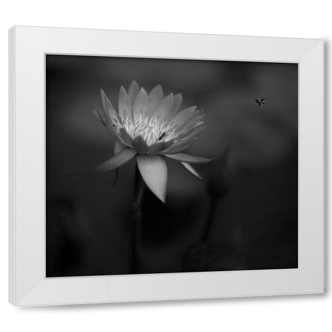 Lotus White Modern Wood Framed Art Print by Tjandra, C.S.