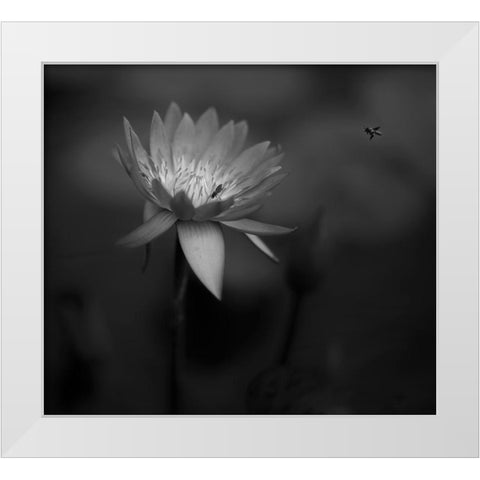 Lotus White Modern Wood Framed Art Print by Tjandra, C.S.