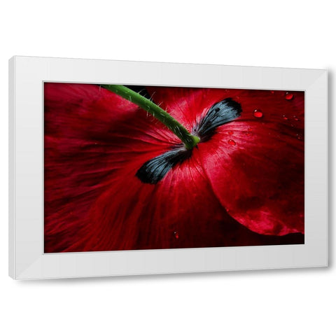 Papaver Passion White Modern Wood Framed Art Print by Disher, Mandy