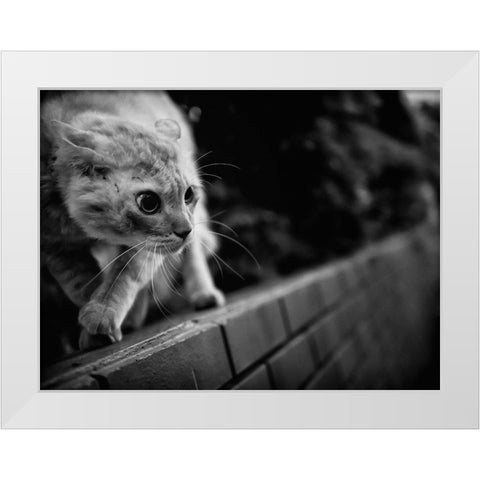 Ready To Fight White Modern Wood Framed Art Print by Suzuki, Tatsuo