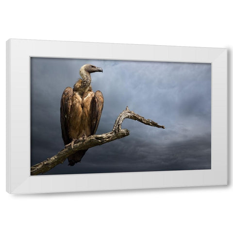 The Vulture White Modern Wood Framed Art Print by Moreno, Mario