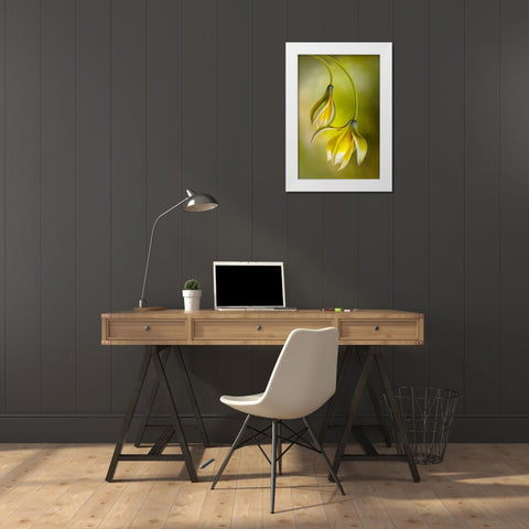 Tulipa White Modern Wood Framed Art Print by Disher, Mandy
