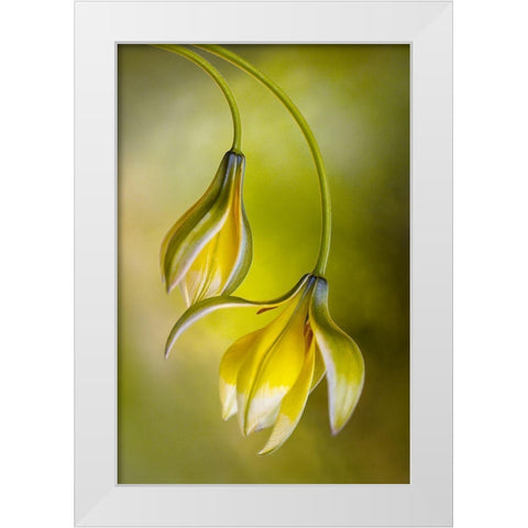 Tulipa White Modern Wood Framed Art Print by Disher, Mandy