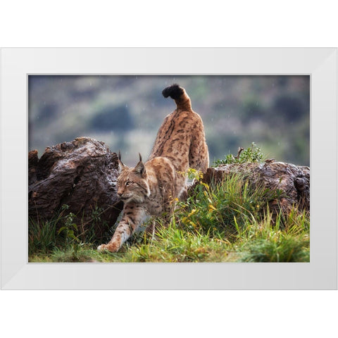 Lynx On The Move White Modern Wood Framed Art Print by Moreno, Mario