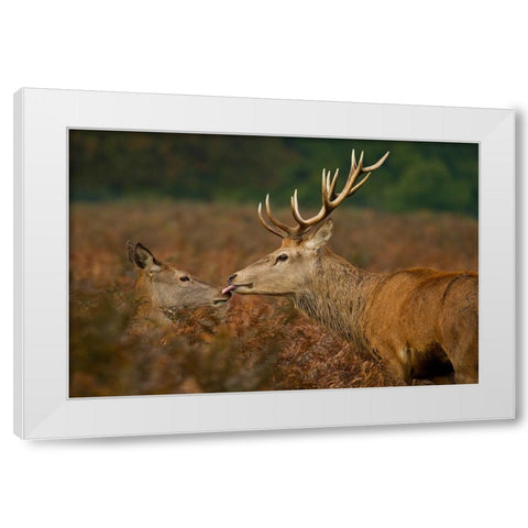 Stolen Kiss White Modern Wood Framed Art Print by Saxby, Val