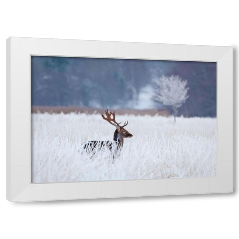 Fallow Deer In The Frozen Winter Landscape White Modern Wood Framed Art Print by Wallberg, Allan