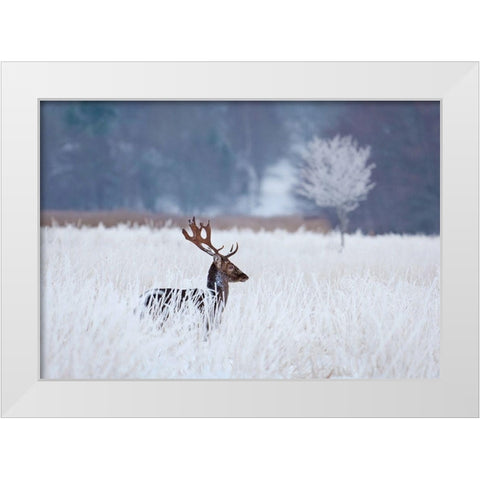 Fallow Deer In The Frozen Winter Landscape White Modern Wood Framed Art Print by Wallberg, Allan