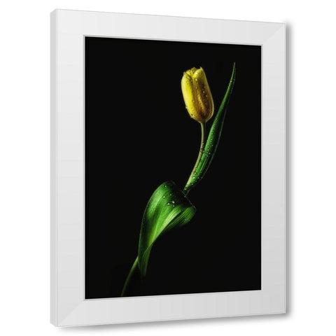 Tulip White Modern Wood Framed Art Print by Conroy, Joe