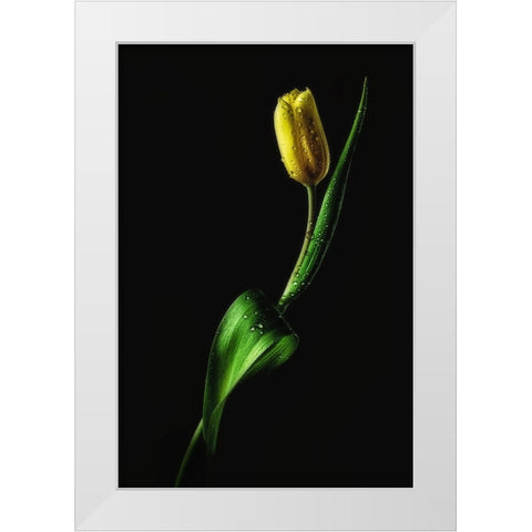 Tulip White Modern Wood Framed Art Print by Conroy, Joe