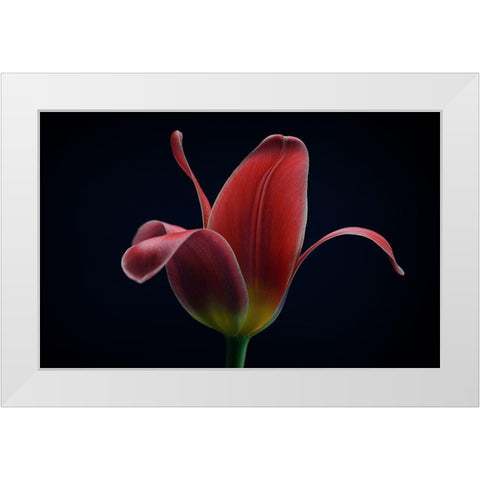 First Tulip White Modern Wood Framed Art Print by Gronkjar, Lotte