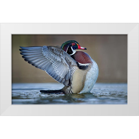 Morning Stretch White Modern Wood Framed Art Print by Schlaf, Christopher