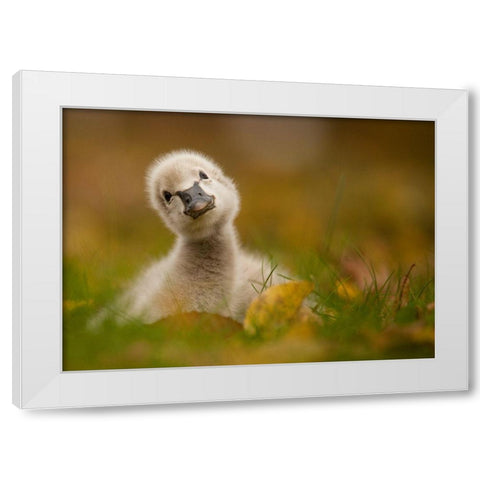 Black Swan Baby White Modern Wood Framed Art Print by Adamec, Robert