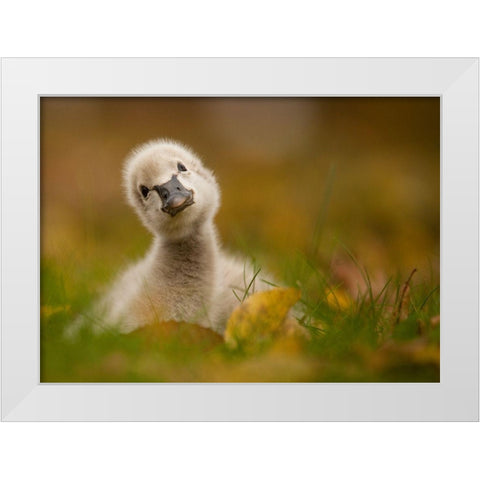 Black Swan Baby White Modern Wood Framed Art Print by Adamec, Robert