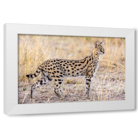 Serval Hunting White Modern Wood Framed Art Print by C. Sink, Jeffrey