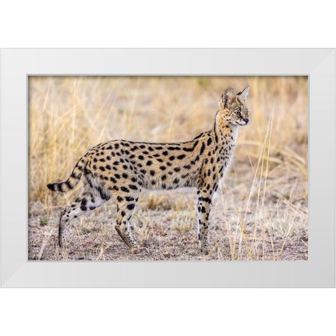 Serval Hunting White Modern Wood Framed Art Print by C. Sink, Jeffrey