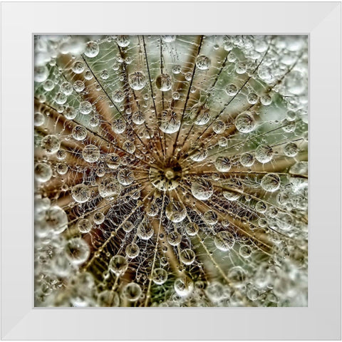 Dreddm White Modern Wood Framed Art Print by Markova, Tanya