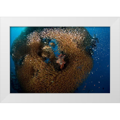 Glass And Lion Fish White Modern Wood Framed Art Print by Ben Tov, Ilan