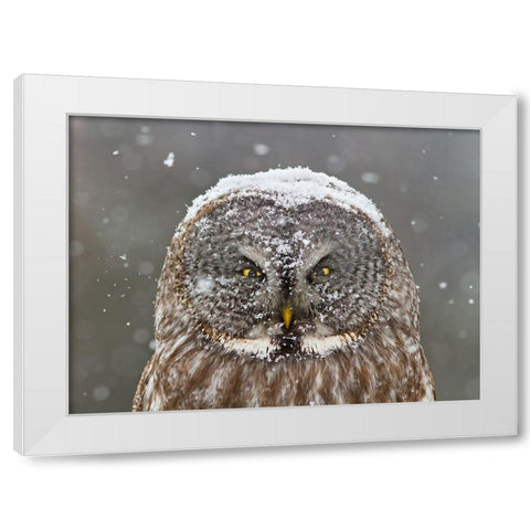 Great Grey Owl Winter Portrait White Modern Wood Framed Art Print by Costina, Mircea