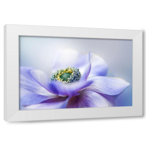 Anemone De Caen White Modern Wood Framed Art Print by Parker, Jacky