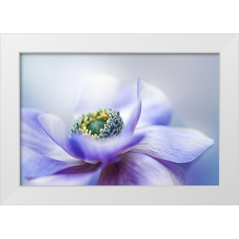 Anemone De Caen White Modern Wood Framed Art Print by Parker, Jacky