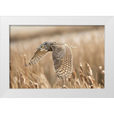 Great Horned Owl White Modern Wood Framed Art Print by Stahl, Peter
