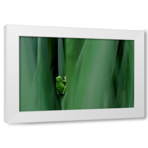 Stage Curtain White Modern Wood Framed Art Print by Mei, Massimo