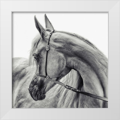 The Arabian Horse White Modern Wood Framed Art Print by Flour, Piet