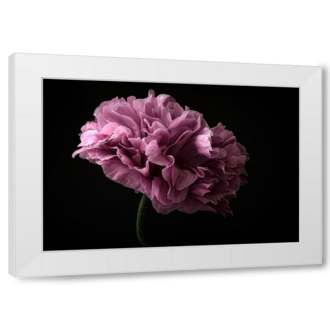 Poppy White Modern Wood Framed Art Print by Gronkjar, Lotte